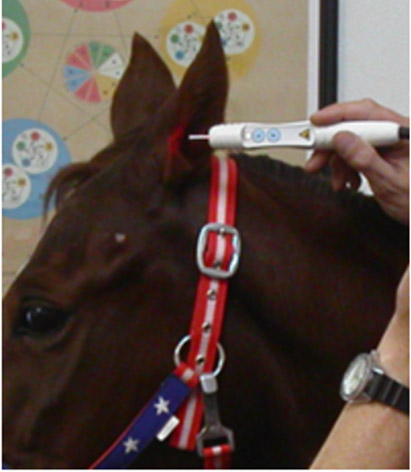 Veterinary laser therapy